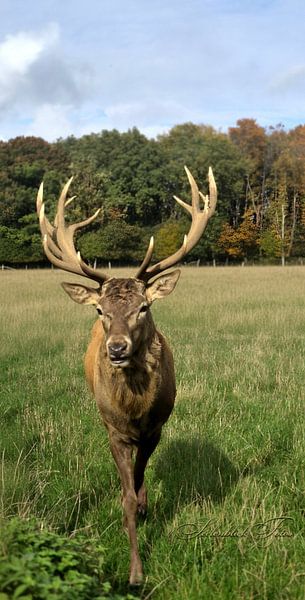 Le roi de la forêt - Puissant cerf rouge avec ses bois par #SeelenblickFotos