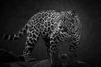 Hongerige jaguar in zwart wit