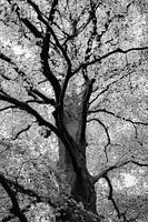 Beautiful Beech tree in black and white