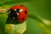 Ladybug close-up