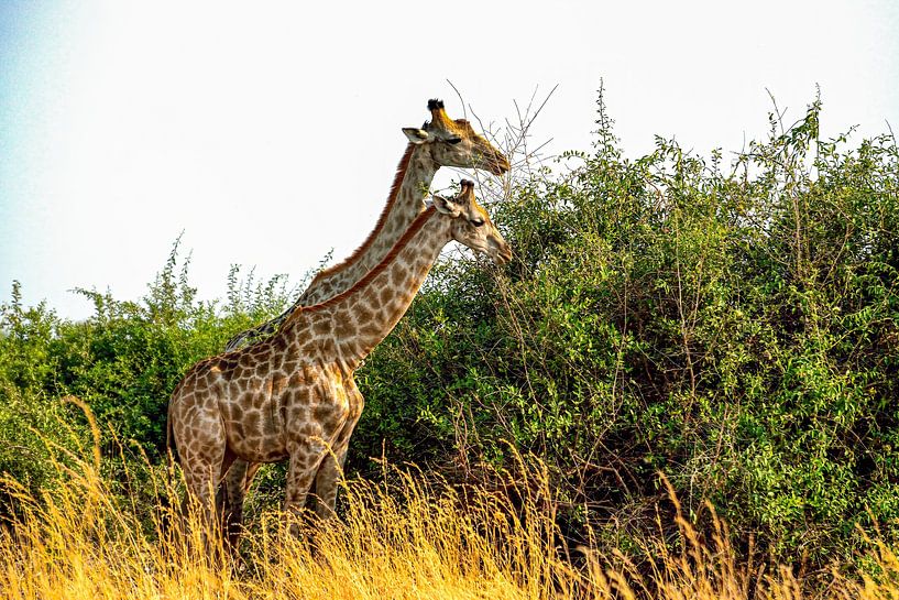 La girafe déjeune ensemble par Merijn Loch