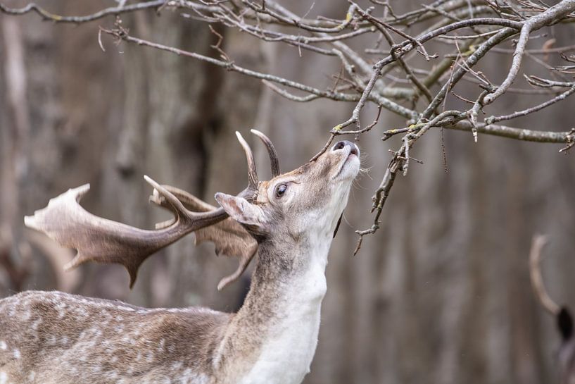 Ist das der Geruch des Sommers? von Louise Poortvliet