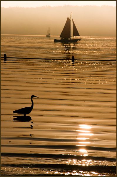 kralingse sunset plas plas veiled birds by Alain Ulmer