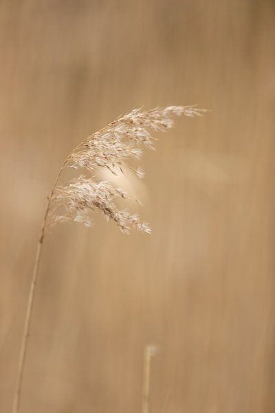 are grass palm in the vast landscape | rural nature photo by Karijn | Fine art Natuur en Reis Fotografie
