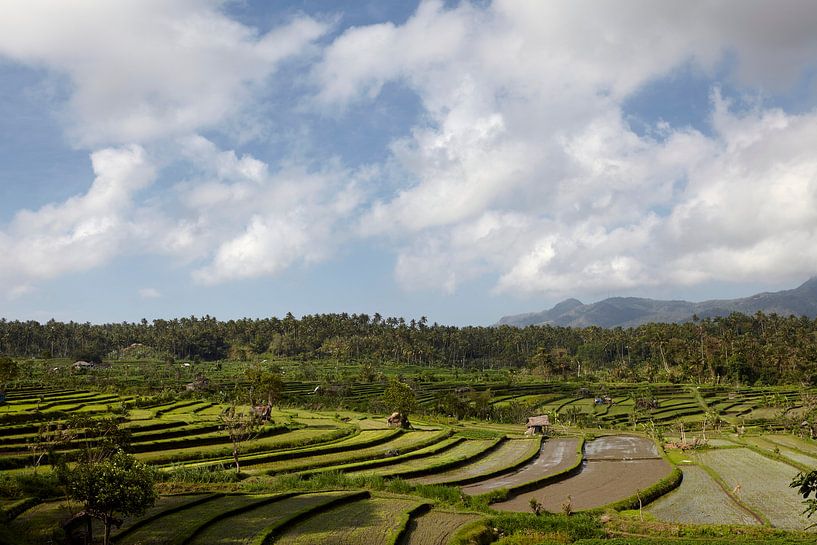 Magnifique paysage avec de vertes rizières en terrasses, Bali, Indonésie. Site mondial de l'Unesco par Tjeerd Kruse
