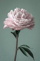 Weinlese Pfingstrose