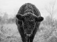 Schwarze Galloway-Kuh in zeitloser Schwarz-Weiß-Komposition