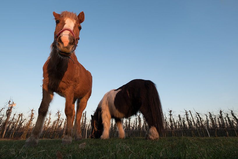 Paarden bij fruitboomgaard par Moetwil en van Dijk - Fotografie