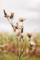 Thistles in late summer light