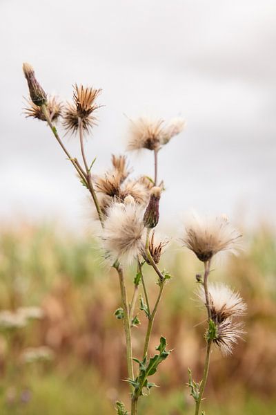 Thistles in late summer light by Whispering Fields Hageland