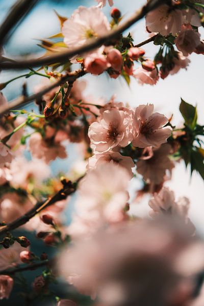 Delicate cherry blossoms - Japan's spring poetry by NZME Photography