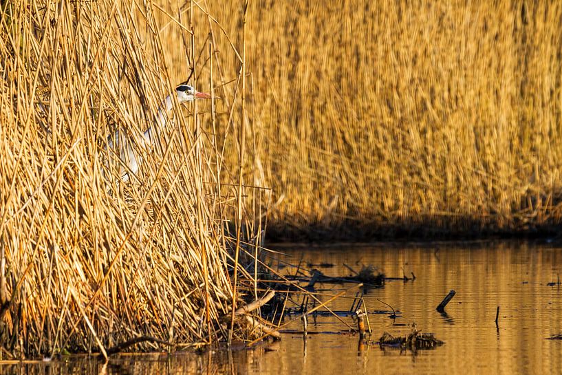 Camouflage reiger par Dennis van de Water