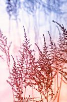 Sneeuwlandschap met graspluimen