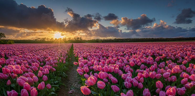 Im Bereich der Tulpen bei Sonnenuntergang von Toon van den Einde