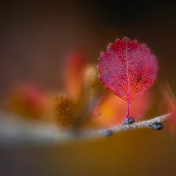Kleine rote Laterne von Claudia Lipschitz