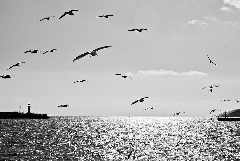 Möwen von marco broersen