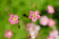 Saxifraga
