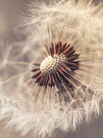 Pusteblume ganz zart