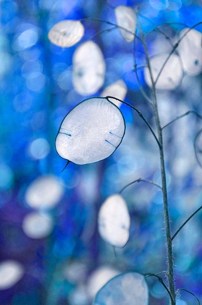 Médaille Judas en bleu par Corinne Welp