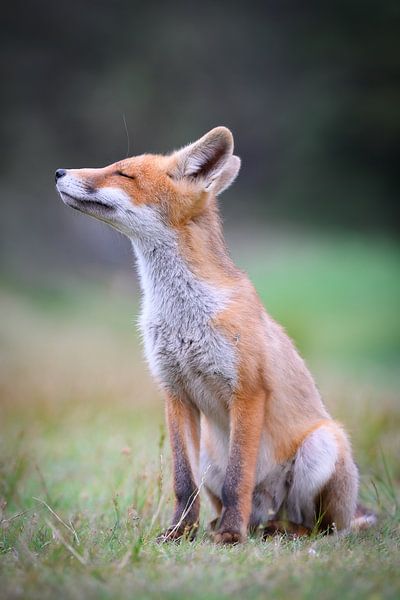 Renard par Andy van der Steen - Fotografie
