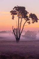 Nebliger Sonnenaufgang Loonse en Drunense Duinen