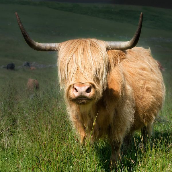 Schottischer Highlander von Gerard Wielenga