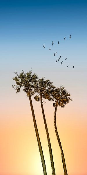 Palmiers et coucher de soleil | Panorama par Melanie Viola