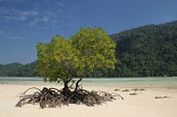Mangrove solitaire sur une plage blanche paradisiaque