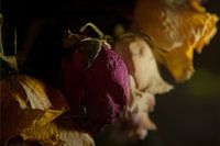 Melancholy and past beauty #1