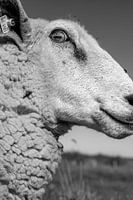 A sheep on the dyke on Fehmarn