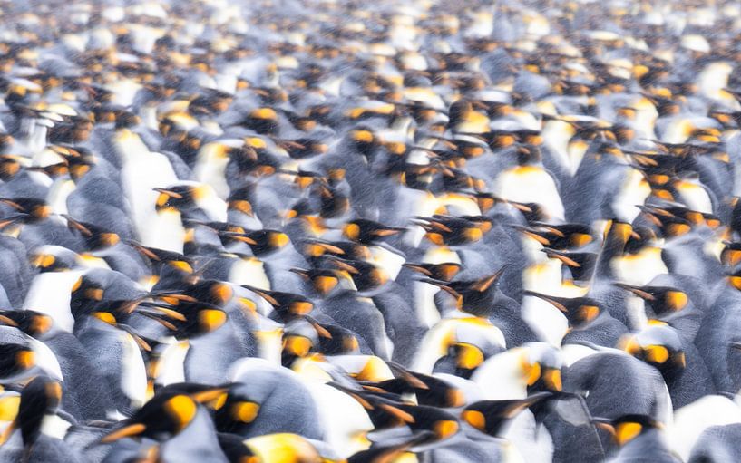 Royaume des rois par Koen Hoekemeijer