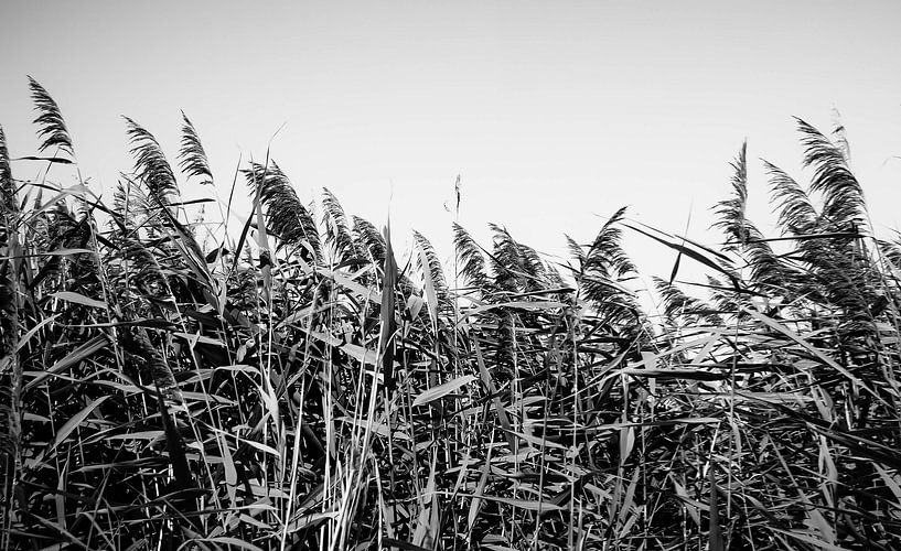 Photographie de paysages en noir et blanc par JBJart Justyna Jaszke