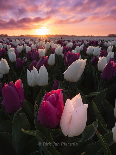 Romance violet blanc par Dirk Jan Piersma