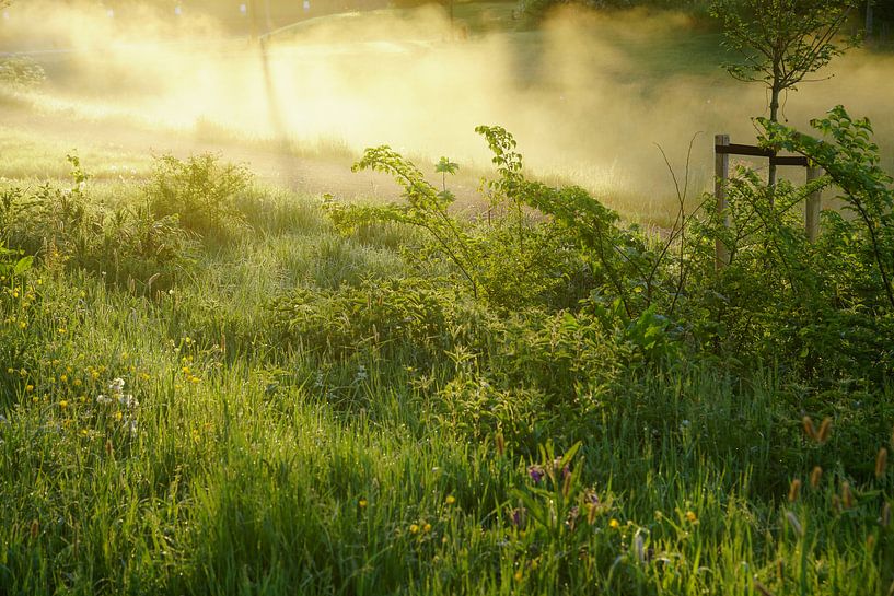 Misty morning van Dirk van Egmond