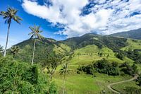 Cocora-Tal