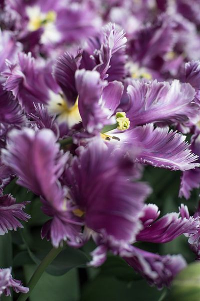 Extravagante Tulpe von Lisette van Gameren