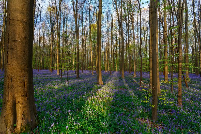 Fresh green and purple in the Haller forest by Menno Schaefer