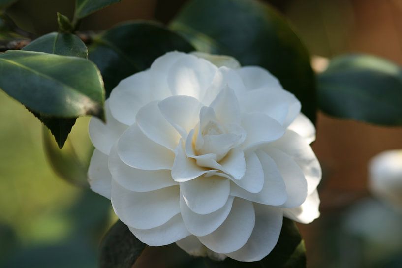 White camellia by Giel Ketting