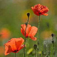 Poppies