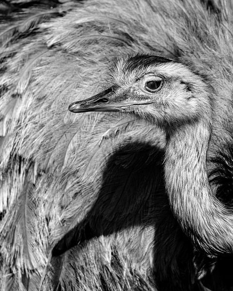 Nandu mit Schatten von Van Keppel Studios