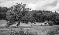 Walnut tree and shepherd's hut Dordogne Périgord Noir