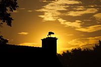 Zonsopkomst met ooievaar in het Markdal, Breda.