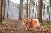 The lion in the forest