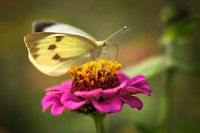 Papillon sur un zinnia