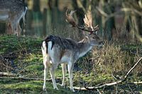 Daims dans les dunes d'approvisionnement en eau d'Amsterdam