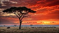 Le Serengeti à la lueur du coucher de soleil
