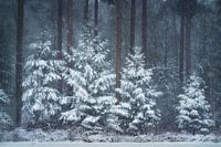 Snowy trees between the tall pines | Winter in the Netherlands