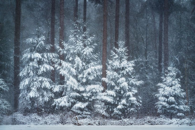 Des arbres enneigés entre de grands pins | L'hiver aux Pays-Bas par Marijn Alons