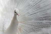 Paon blanc rayonnant, lumière, brillant, beauté, chambre.