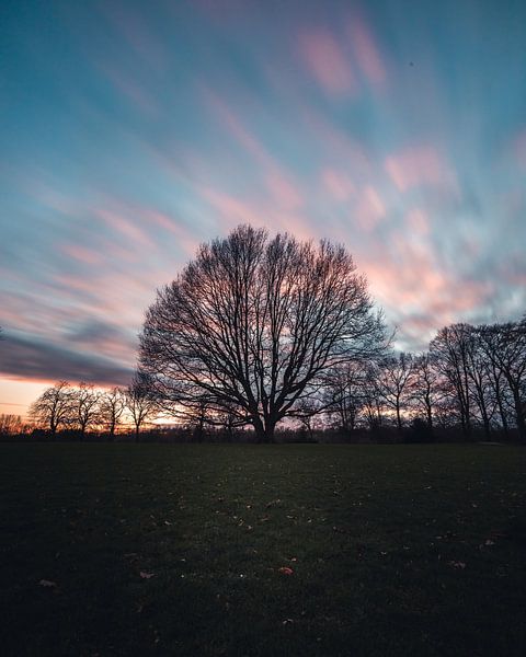 Lebensbaum von Daniel Ritzrow